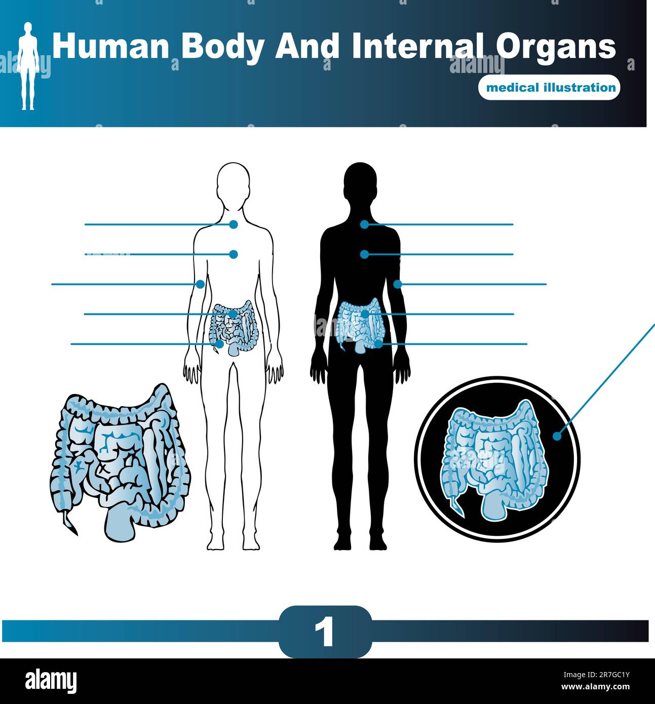 Corps humain organes internes vecteur Illustration de Vecteur