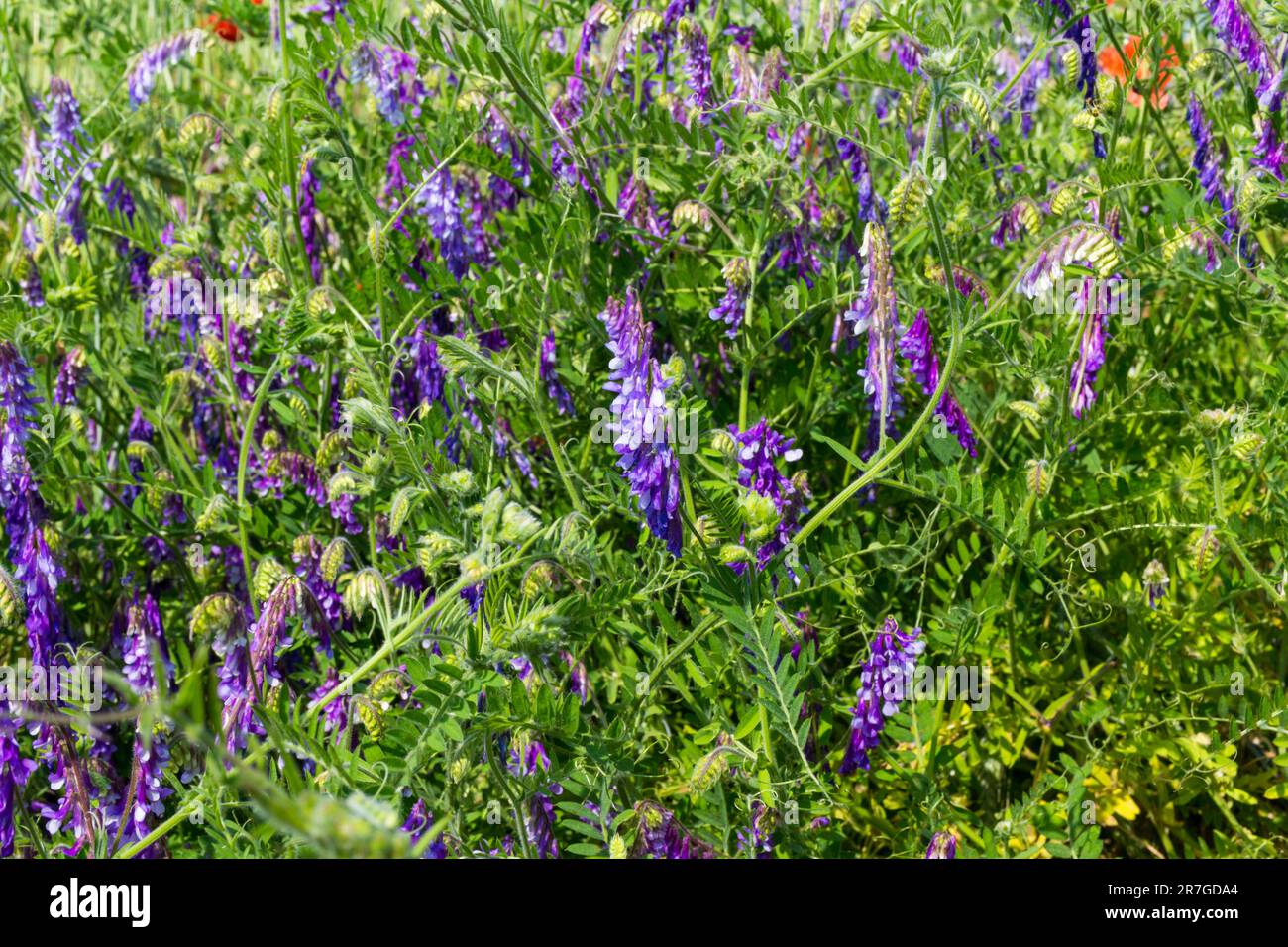 Plante à fleurs de vicia cracca près de Nemetker, Mezofold, Hongrie Banque D'Images