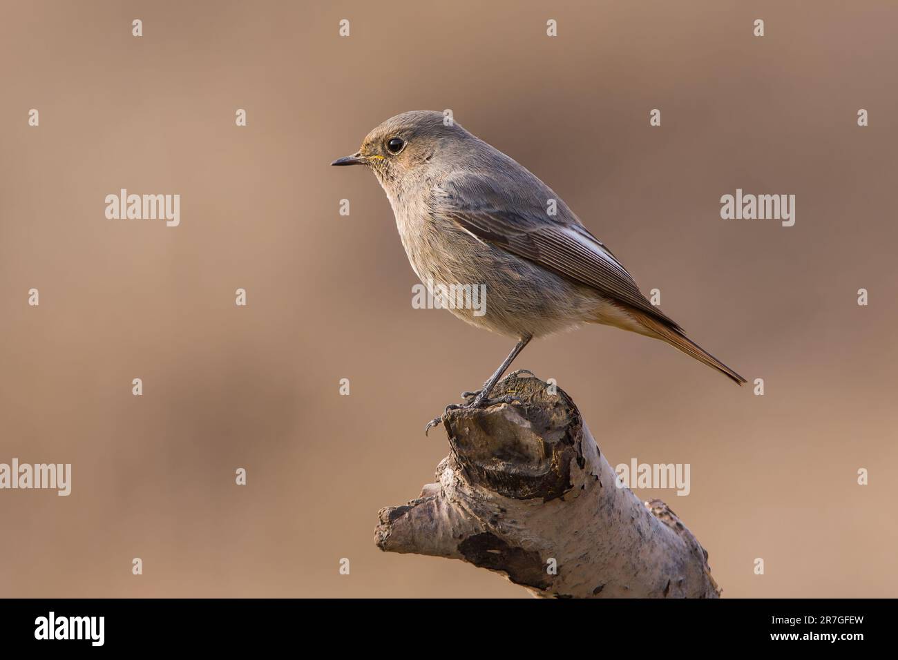 Redstart noire femelle perchée sur une branche d'arbre mort Banque D'Images