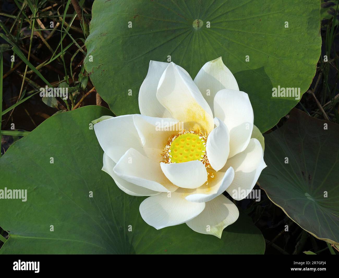 Lotus sacré, nelumbo nucifera, province de Seam Reap, Cambodge Banque D'Images