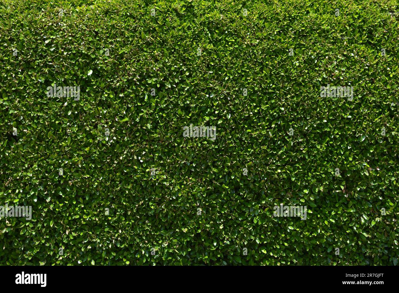 Fond de mur de haies en caoutchouc vert Banque D'Images