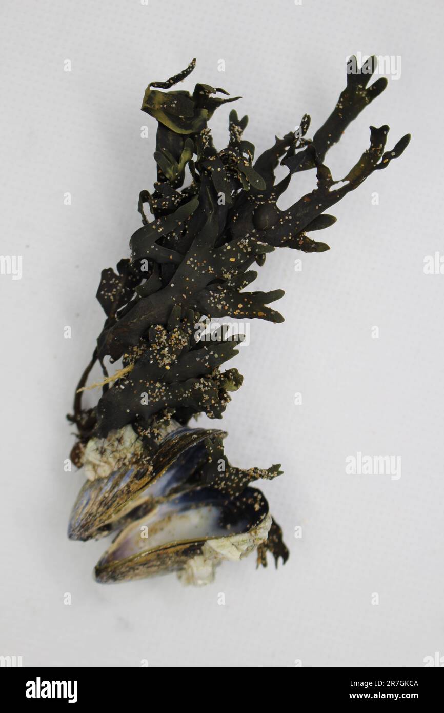 Isolé Petites coquilles de barnacle blanches collées aux algues et aux palourdes Banque D'Images