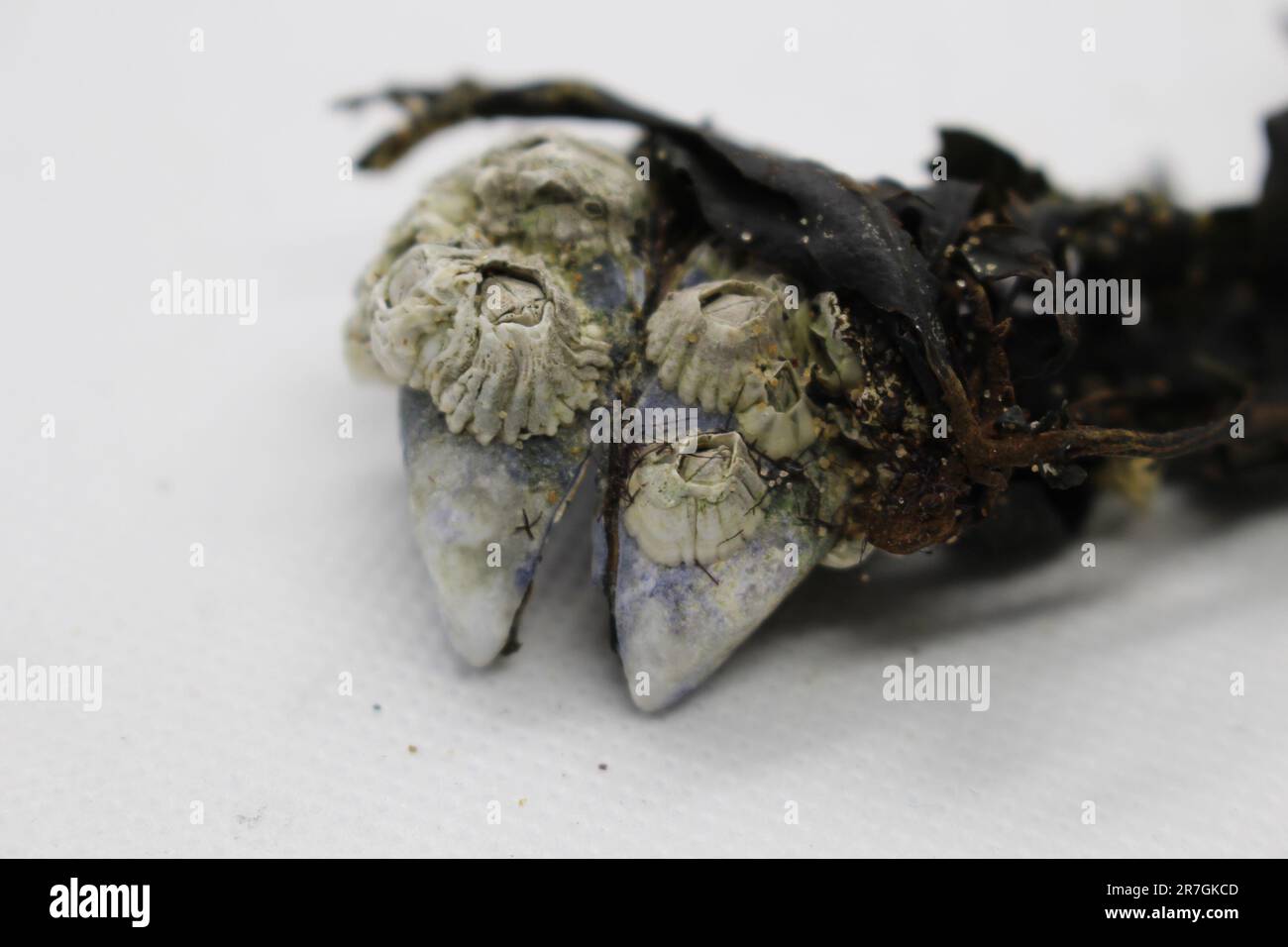 Isolé Petites coquilles de barnacle blanches collées aux algues et aux palourdes Banque D'Images