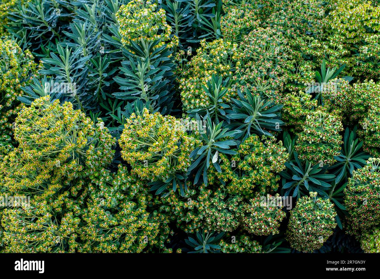 Euphorbia est un genre très vaste et diversifié de plantes à fleurs, communément appelé sphurge, de la famille des Euphorbiaceae Banque D'Images