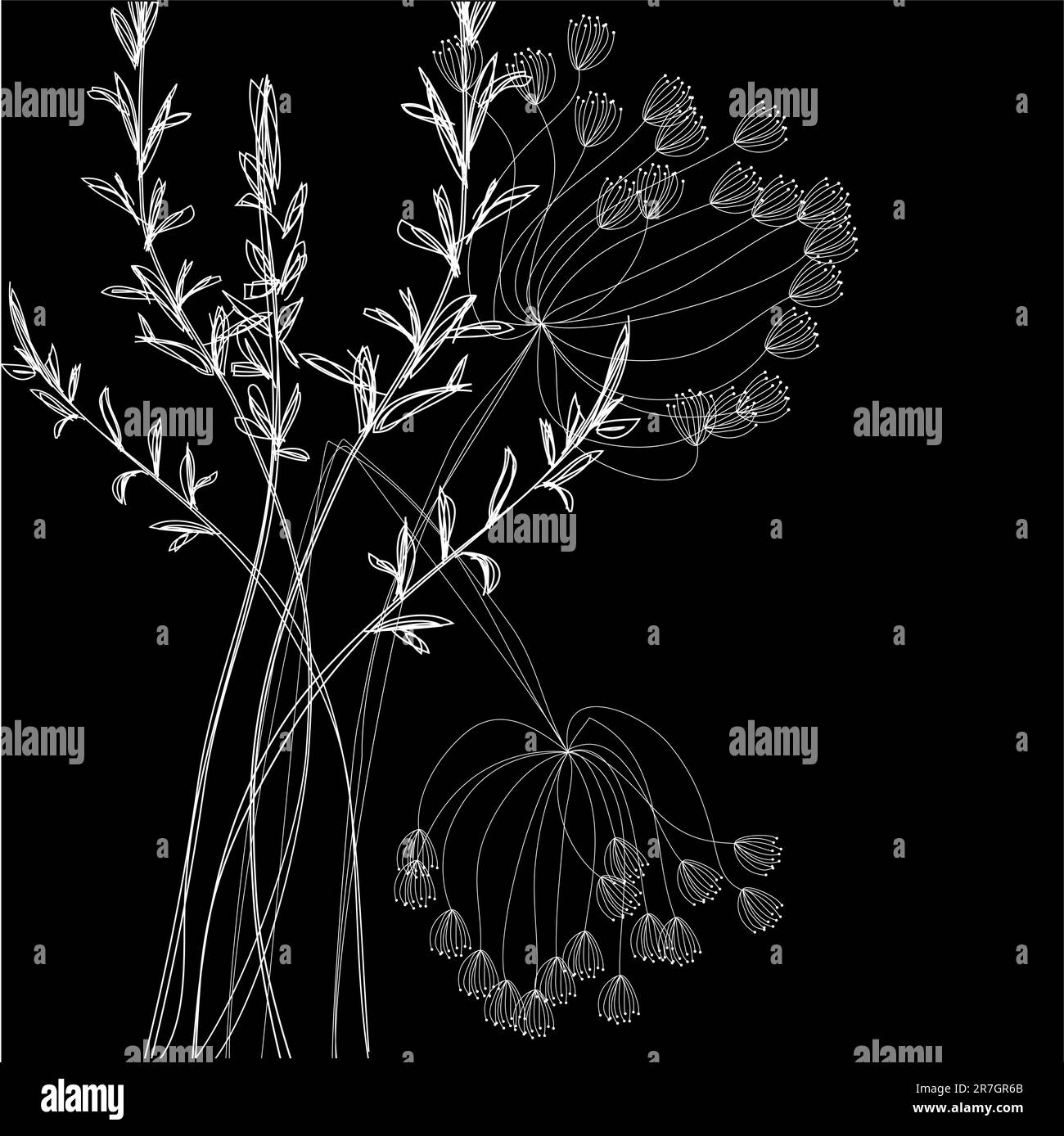 Fleurs de champ blanc sur fond noir Illustration de Vecteur