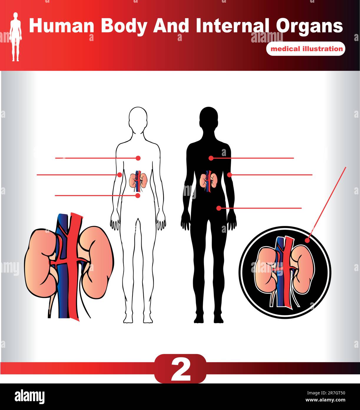 Rein vecteur organes internes humains Illustration de Vecteur