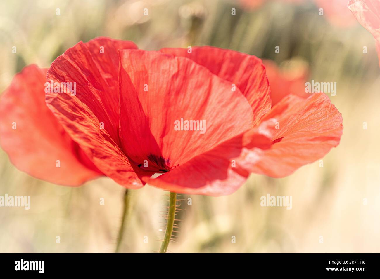Coquelicot rouge Joker unique Banque D'Images