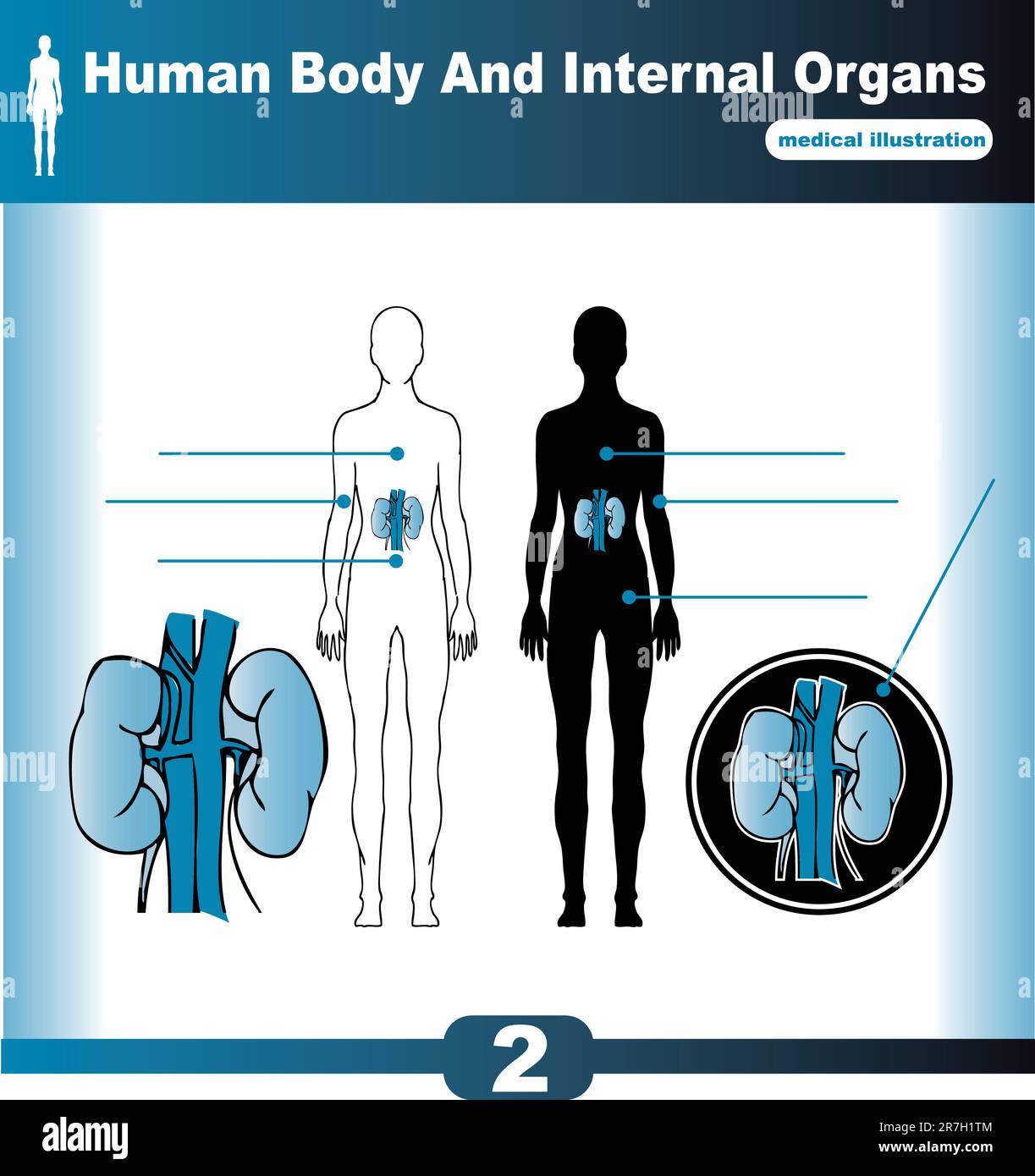Rein vecteur organes internes humains Illustration de Vecteur