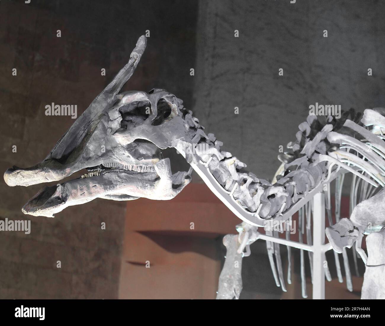 Saurolophus était un dinosaure herbivore qui vivait à la fin du Crétacé en Asie et en Amérique du Nord. Banque D'Images