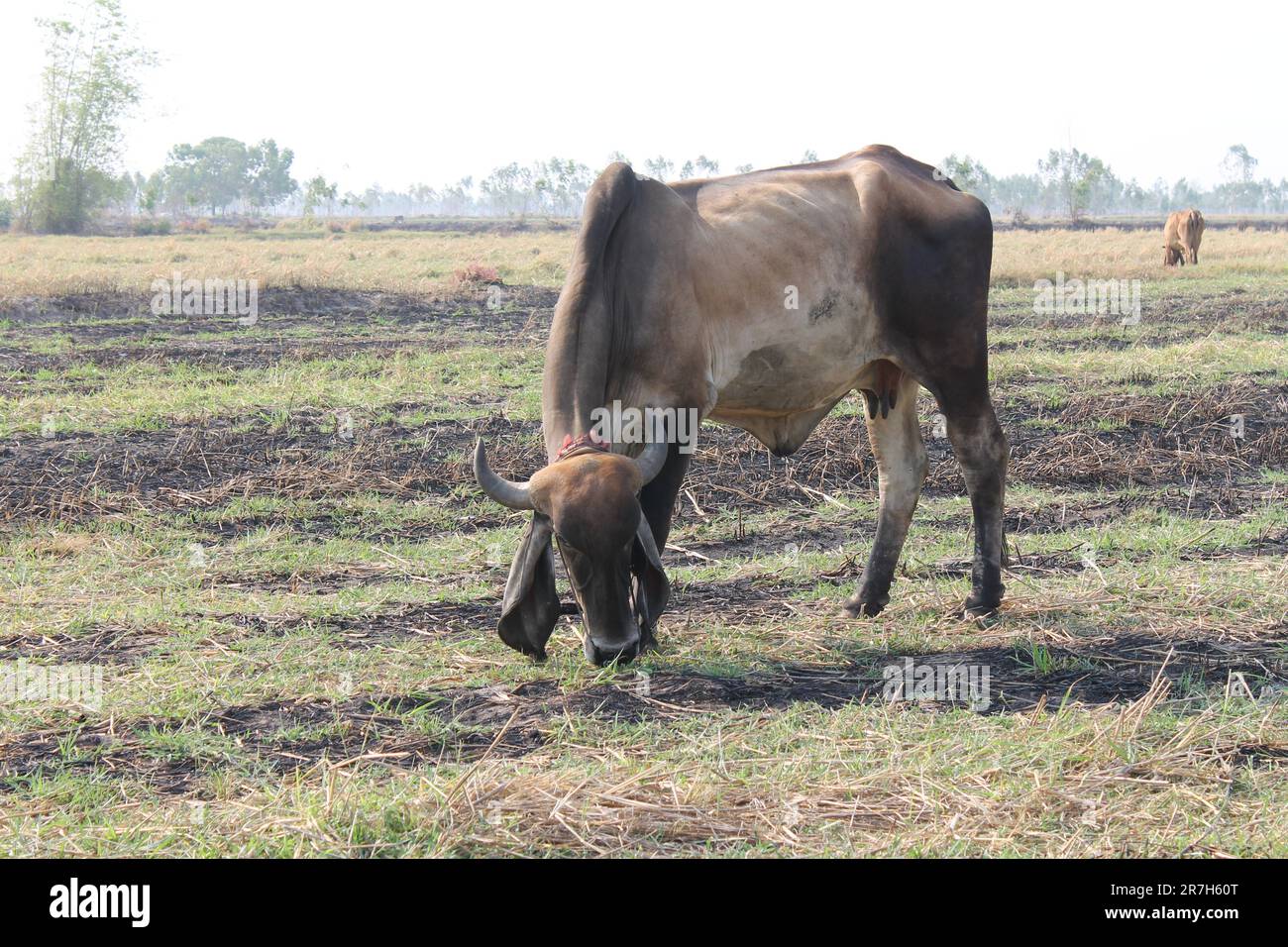 Les vaches mangent de l'herbe dans les champs en Thaïlande pendant la saison sèche. Banque D'Images