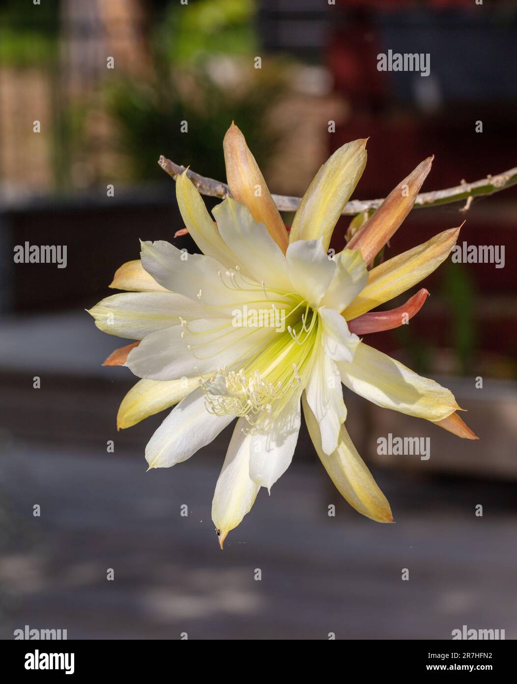 Cactus d'orchidée 'White Splendor', Bladkaktus (hybride Epiphyllum) Banque D'Images