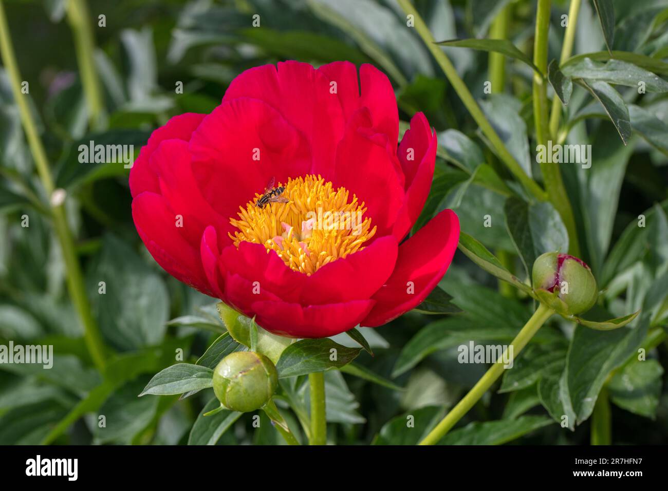 'Scarlett O'Hara' jardin commun, Luktpion la pivoine (Paeonia officinalis x Paeonia lactiflora) Banque D'Images