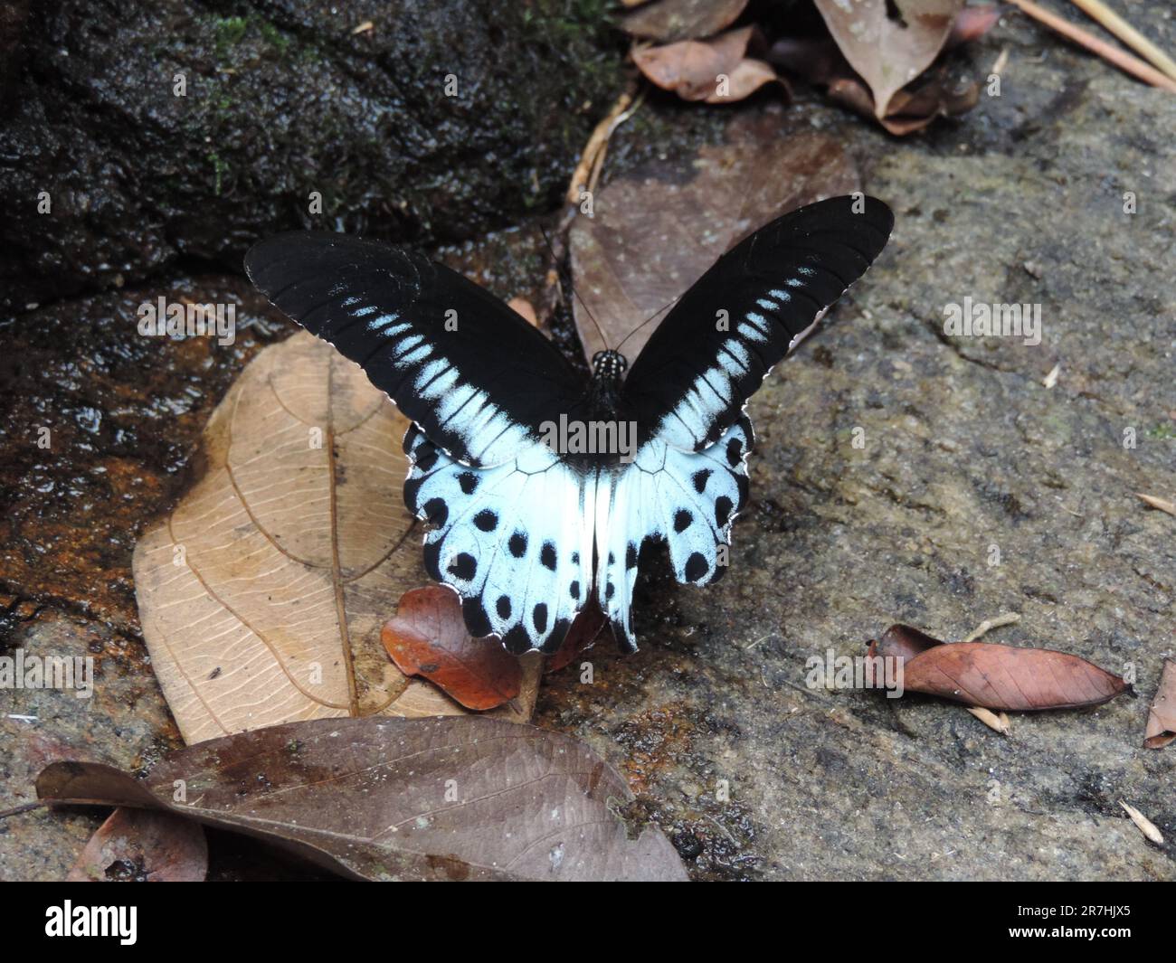 Les papillons et libellules du Sri Lanka dans la nature Banque D'Images