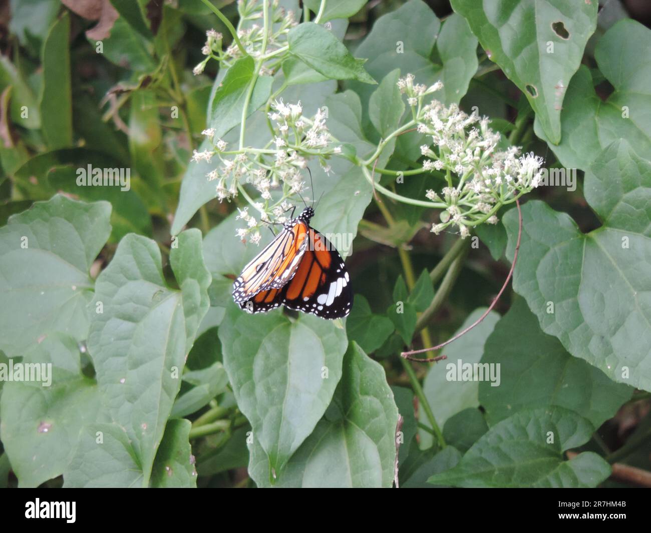 Les papillons et libellules du Sri Lanka dans la nature Banque D'Images