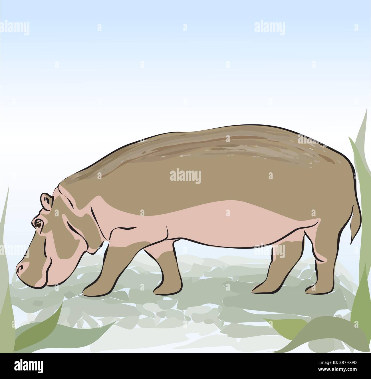 Hippopotame. Illustration vectorielle Illustration de Vecteur