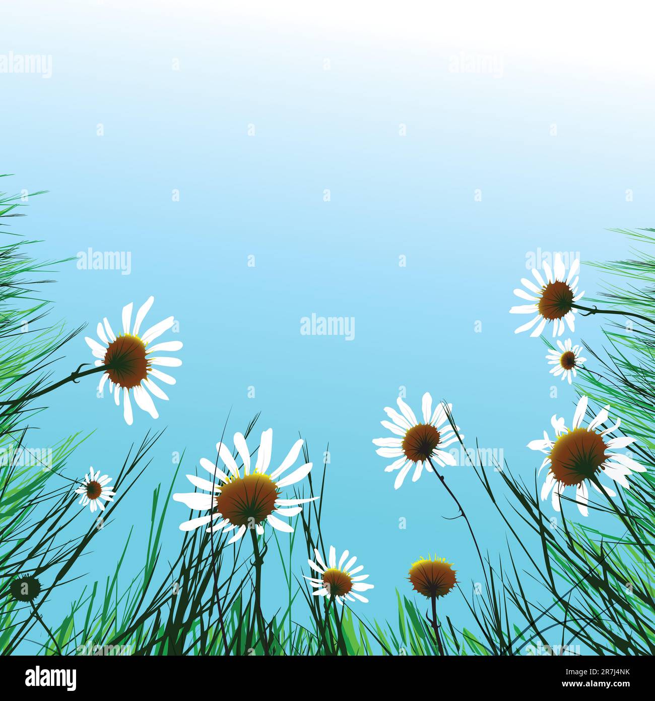 Fond floral camomille fleur. Illustration vectorielle. EPS10 Illustration de Vecteur