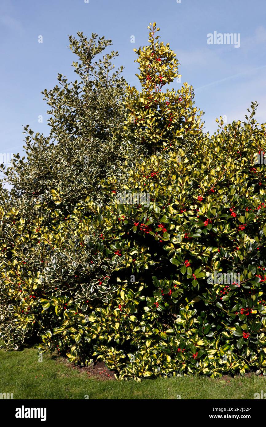 HOLLY BUSH dans un jardin de banlieue, Royaume-Uni. Banque D'Images