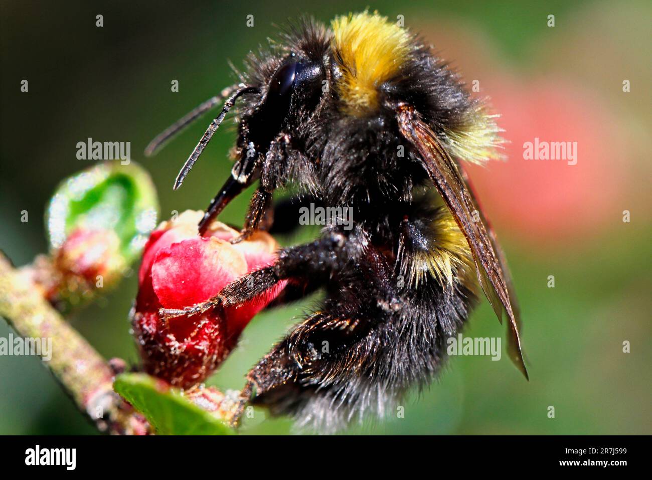 GARDEN BUMBLE BEE (Bombus hortorum), Royaume-Uni. Banque D'Images