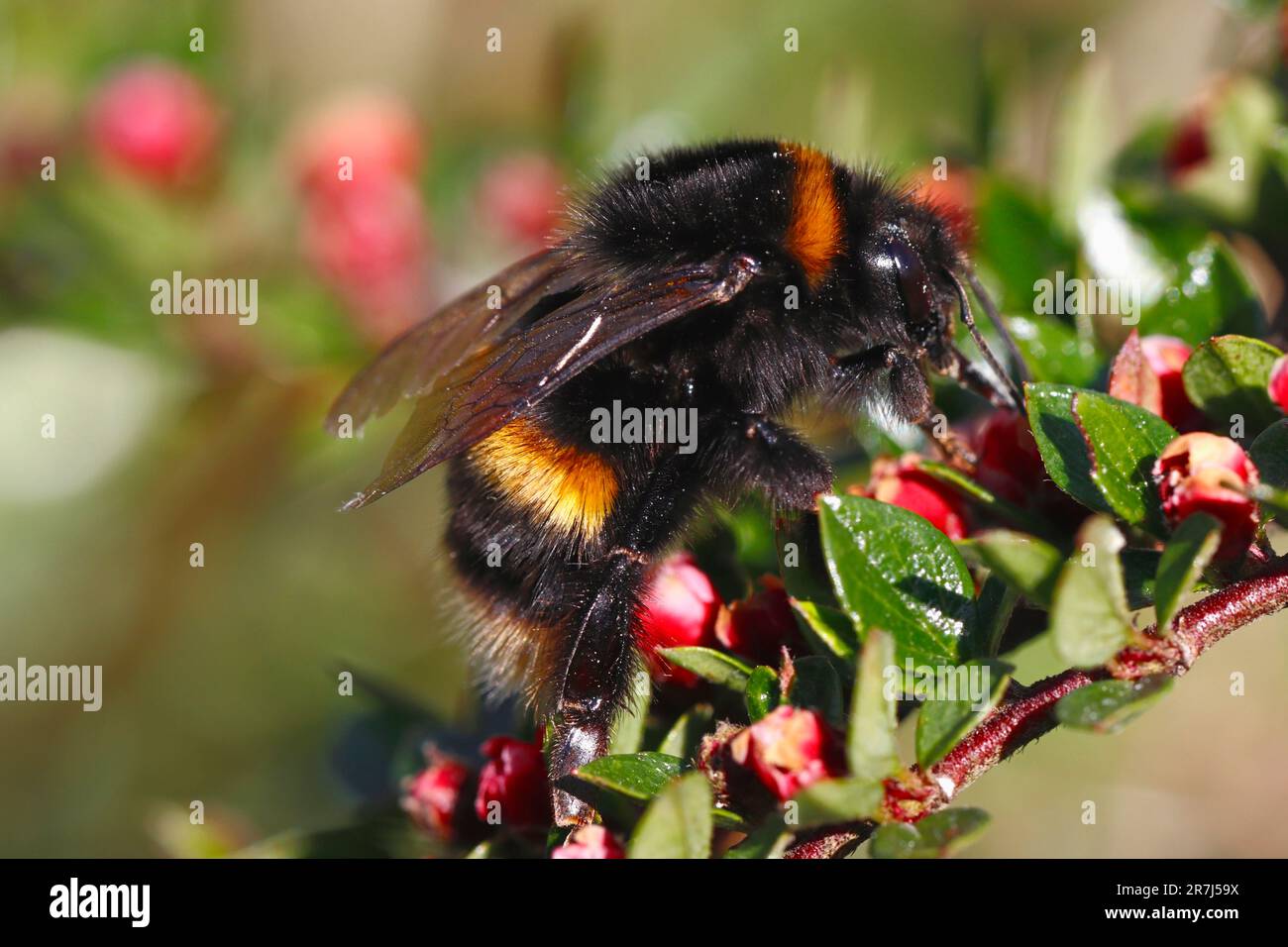 BUMBLE BEE (Bombus terresrtis) queen, Royaume-Uni. Banque D'Images