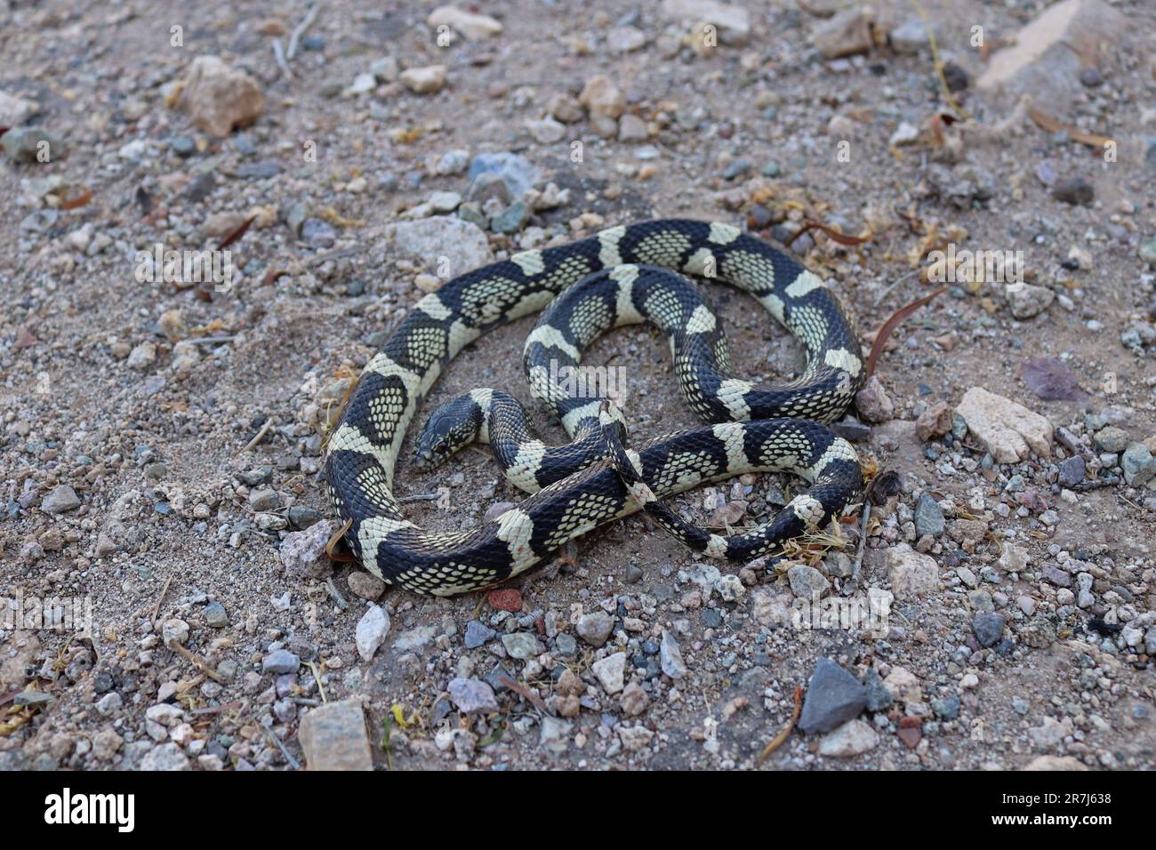 Serpent à long nez (Rhinocheilus lecontei) en Arizona Banque D'Images