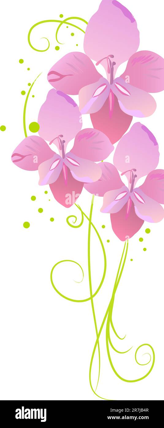 fleurir de beaux gladiolus roses sur fond blanc Illustration de Vecteur