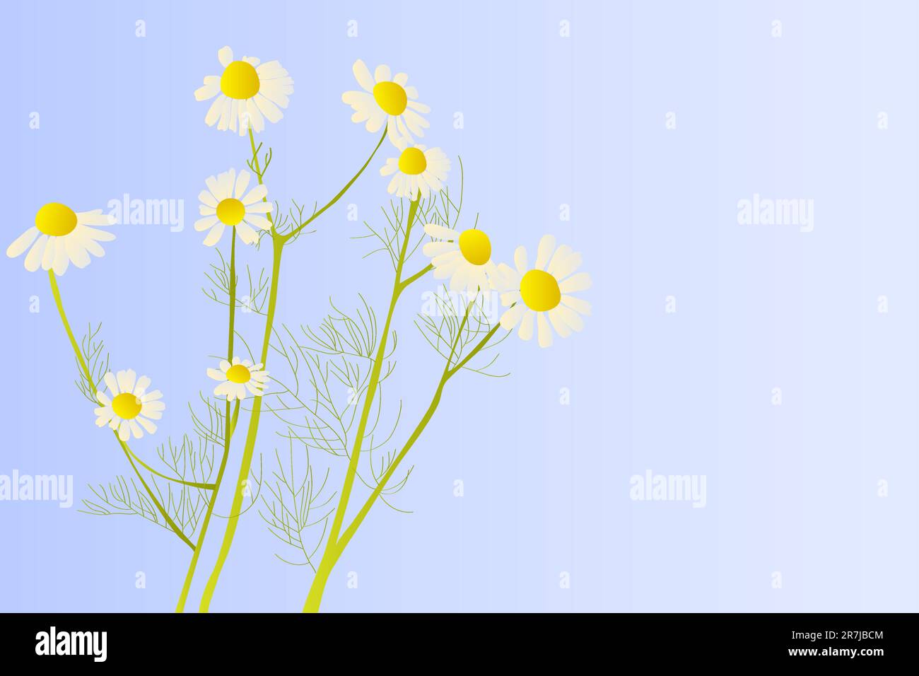 magnifique camomille blanche en fleur sur fond bleu Illustration de Vecteur