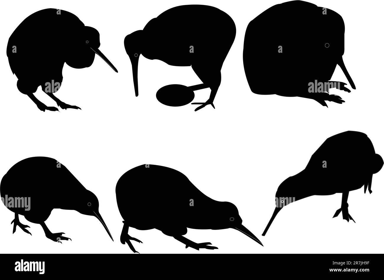 collection d'oiseaux kiwi - vecteur Illustration de Vecteur
