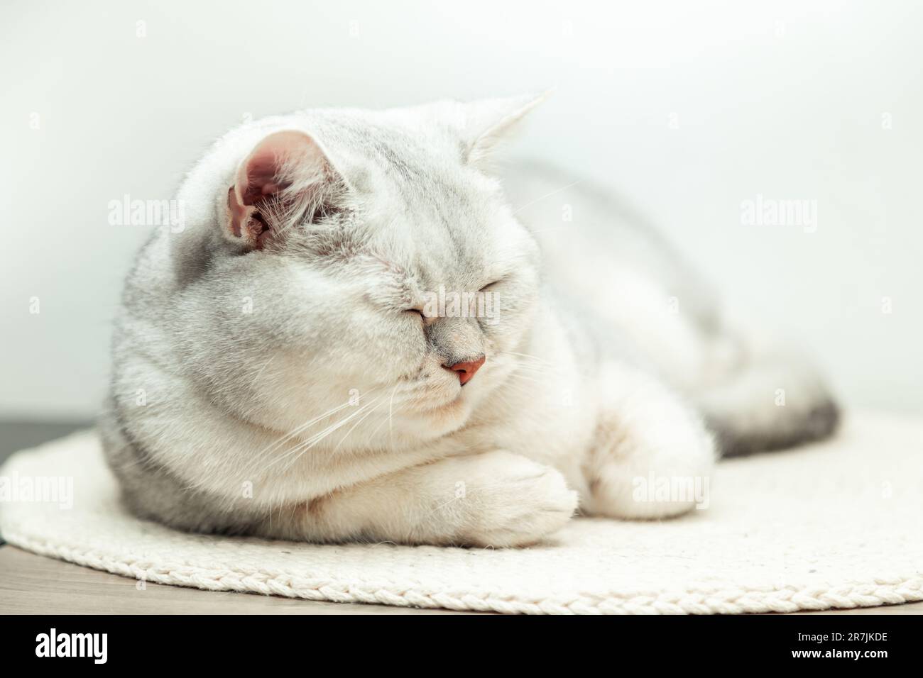 Beau chat shorthair britannique argenté dormant confortablement sur un petit tapis tricoté. Banque D'Images