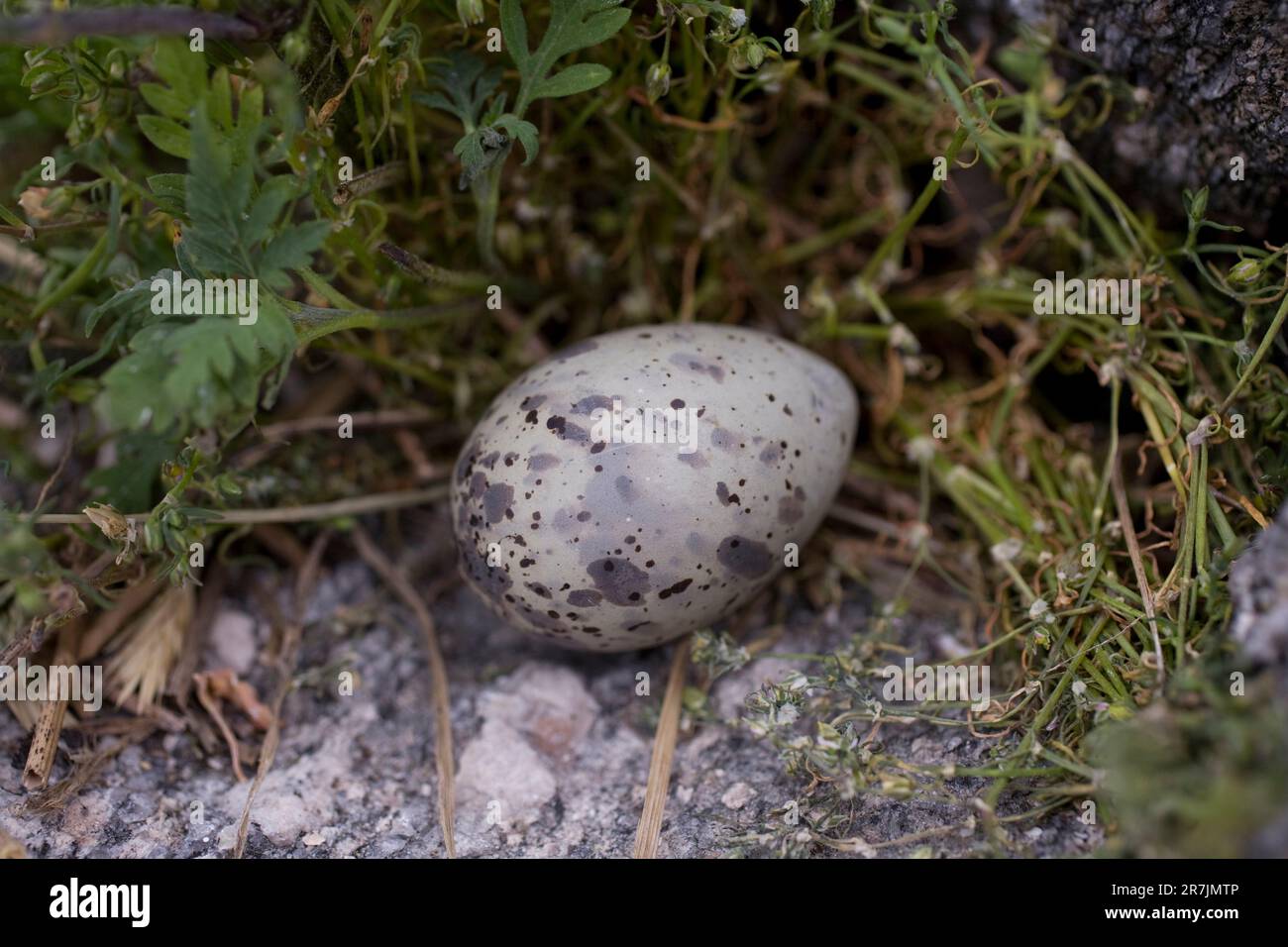 Oeuf de Sterne sur un nid au site Project Puffin Eastern Egg Rock Island, Maine.h Banque D'Images