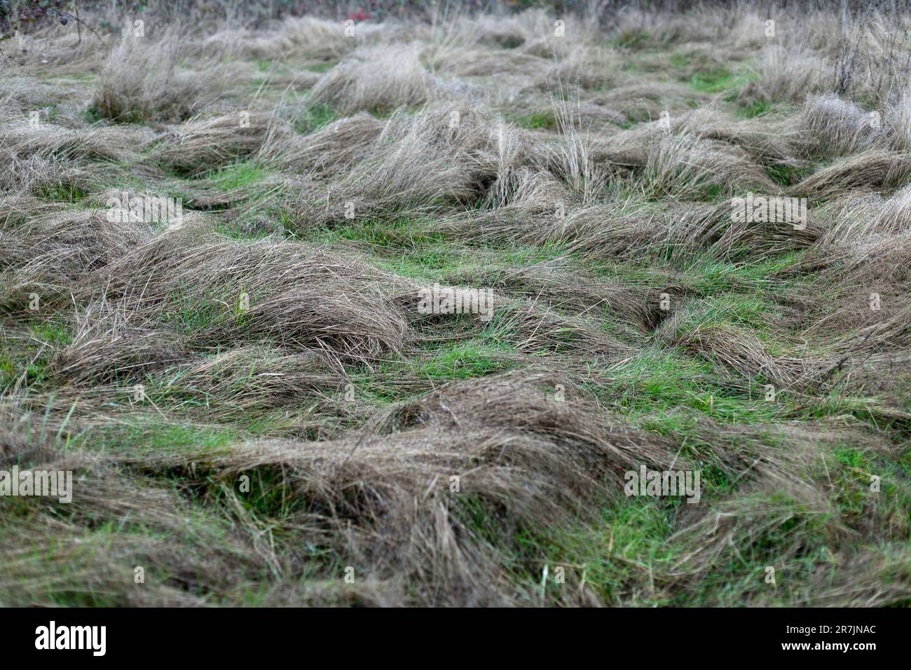 De grandes herbes de médow soufflent et deviennent brunes avec le froid d'hiver à Vancouver, Washington. Banque D'Images