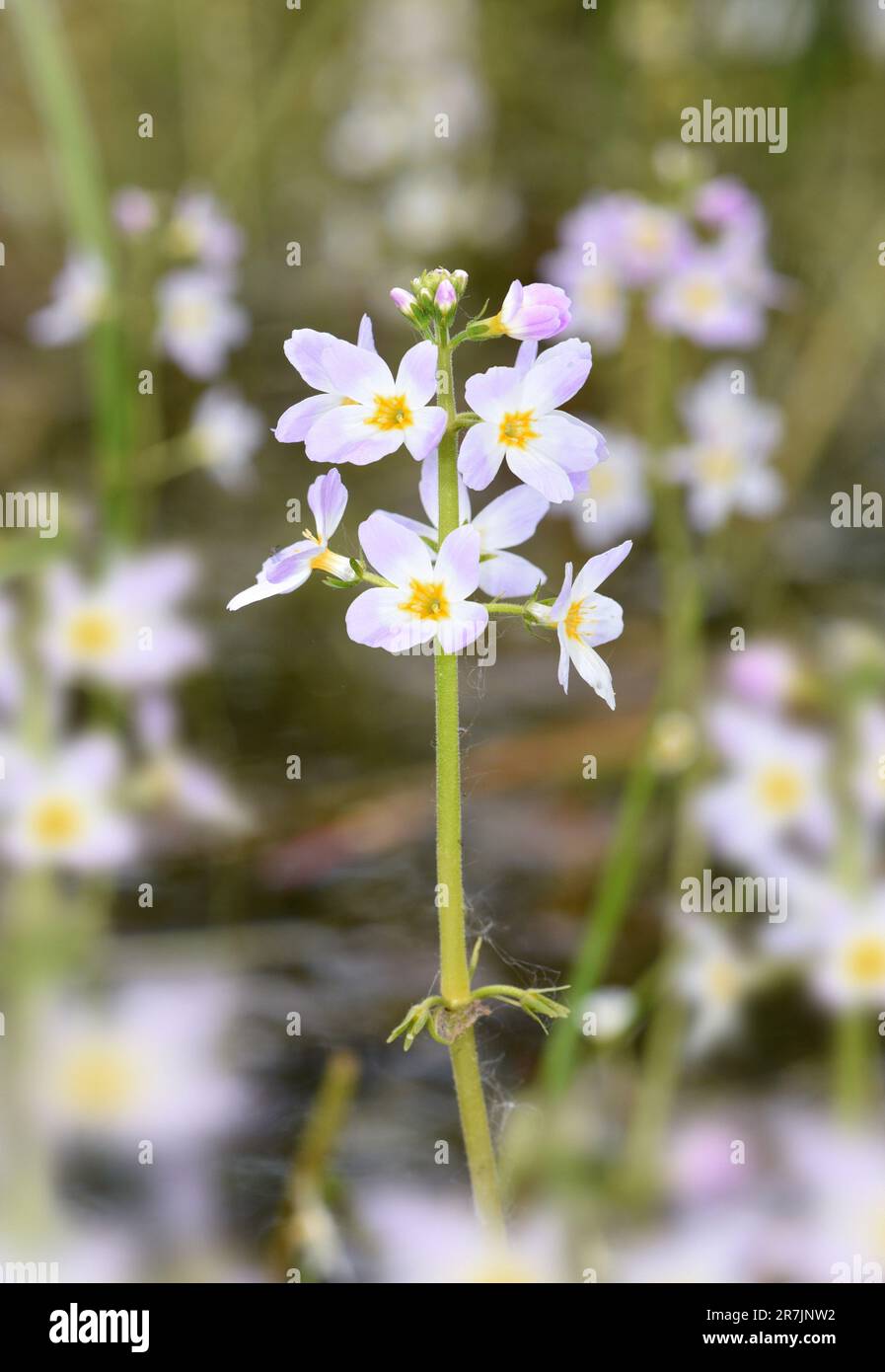 Violet-eau - Hottonia palustris Banque D'Images