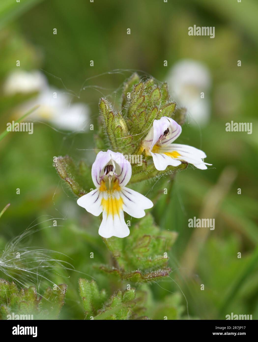 English Eyebright - Euphrasia officinalis ssp. anglica Banque D'Images