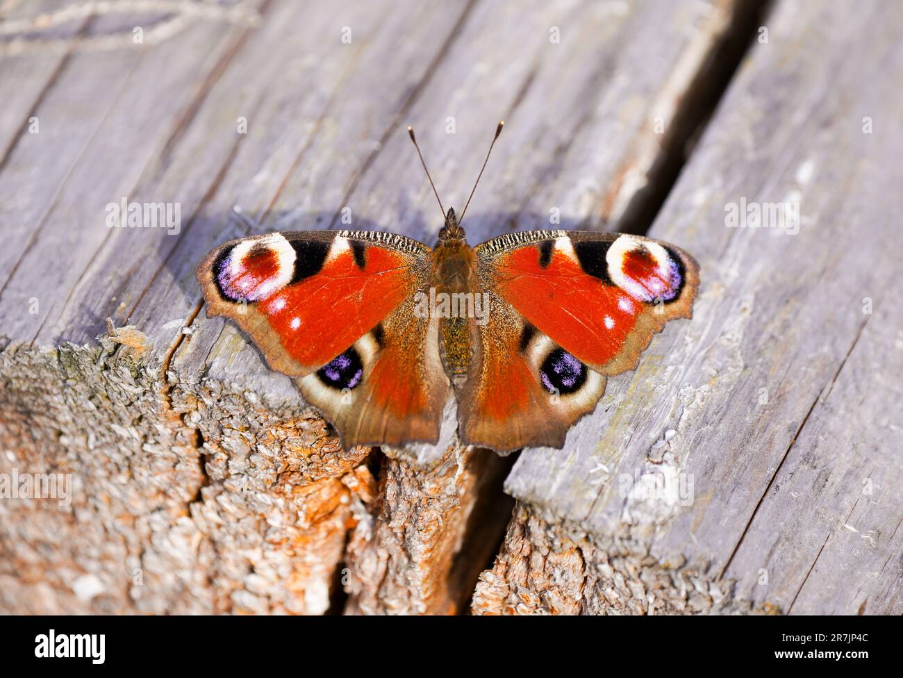 Papillon paon avec des ailes largement ouvertes sur une surface en bois. Gros plan insecte. Papillon rouge. Aglais io. Paon européen. Banque D'Images