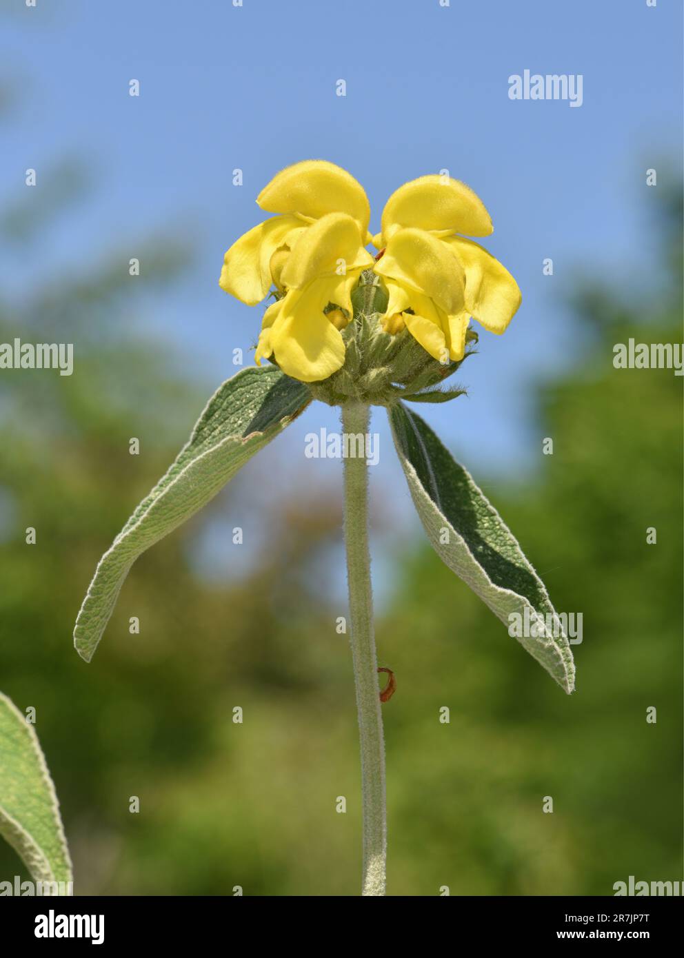 Jersalem Sage - Phlomis fruticosa Banque D'Images