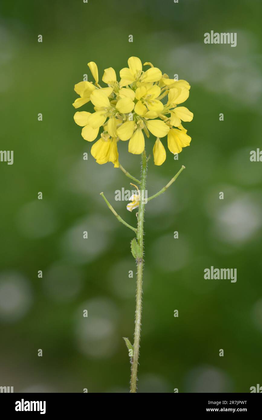 Moutarde-mélasse - Erysimum cheiranthoides Banque D'Images