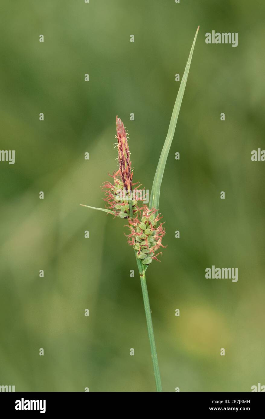Front descendant - Carex filiformis Banque D'Images