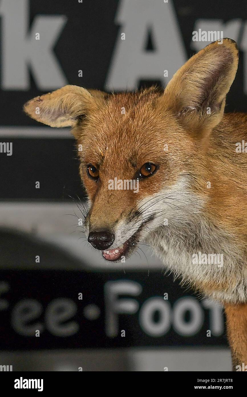 Renard urbain à Swansea Banque D'Images