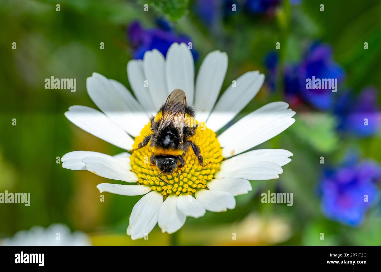 abeille sur une photo macro de fleur blanche Banque D'Images