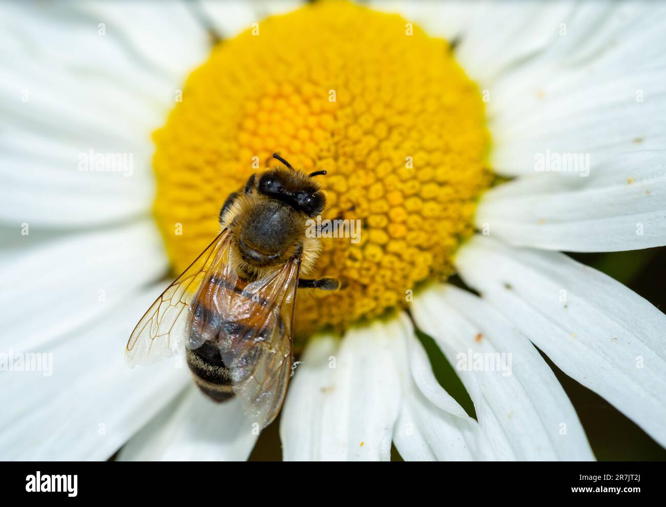 abeille sur fleur dans le jardin Banque D'Images