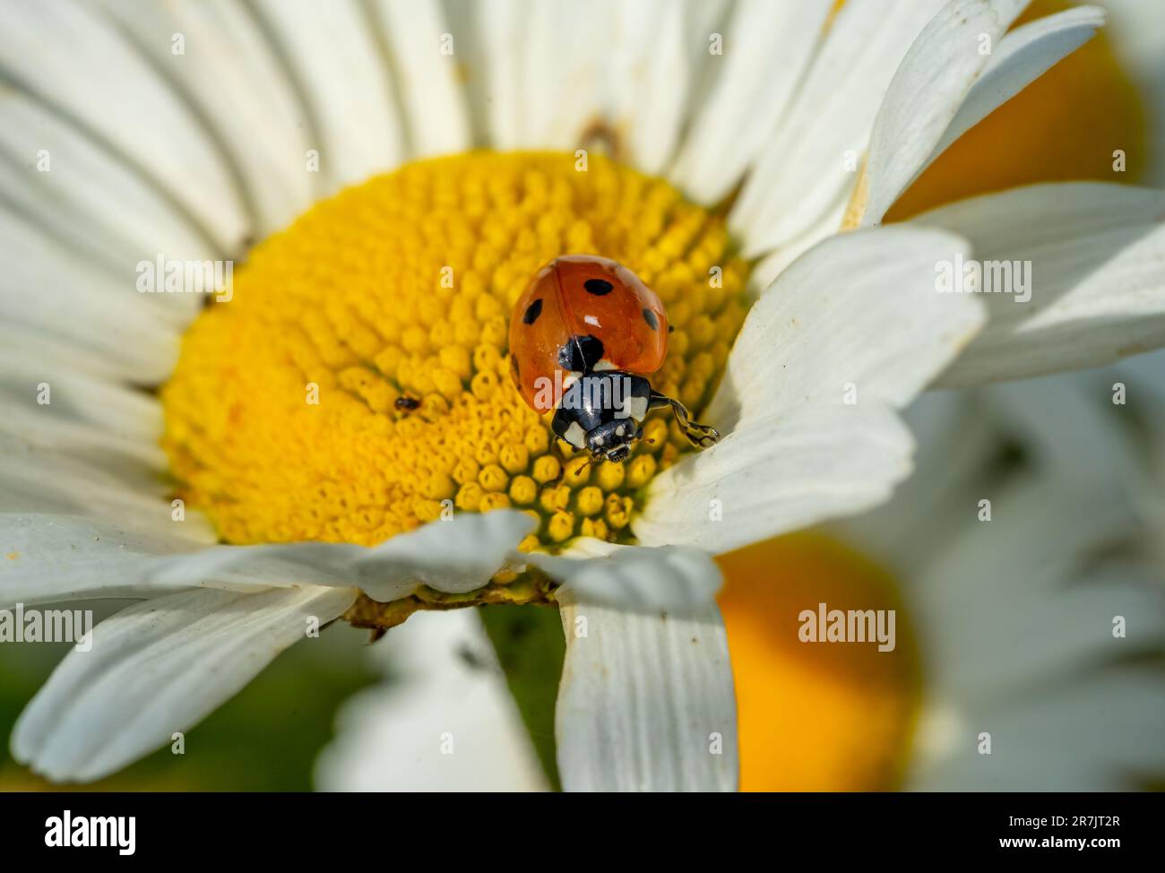 coccinelle sur une photo macro daisy Banque D'Images