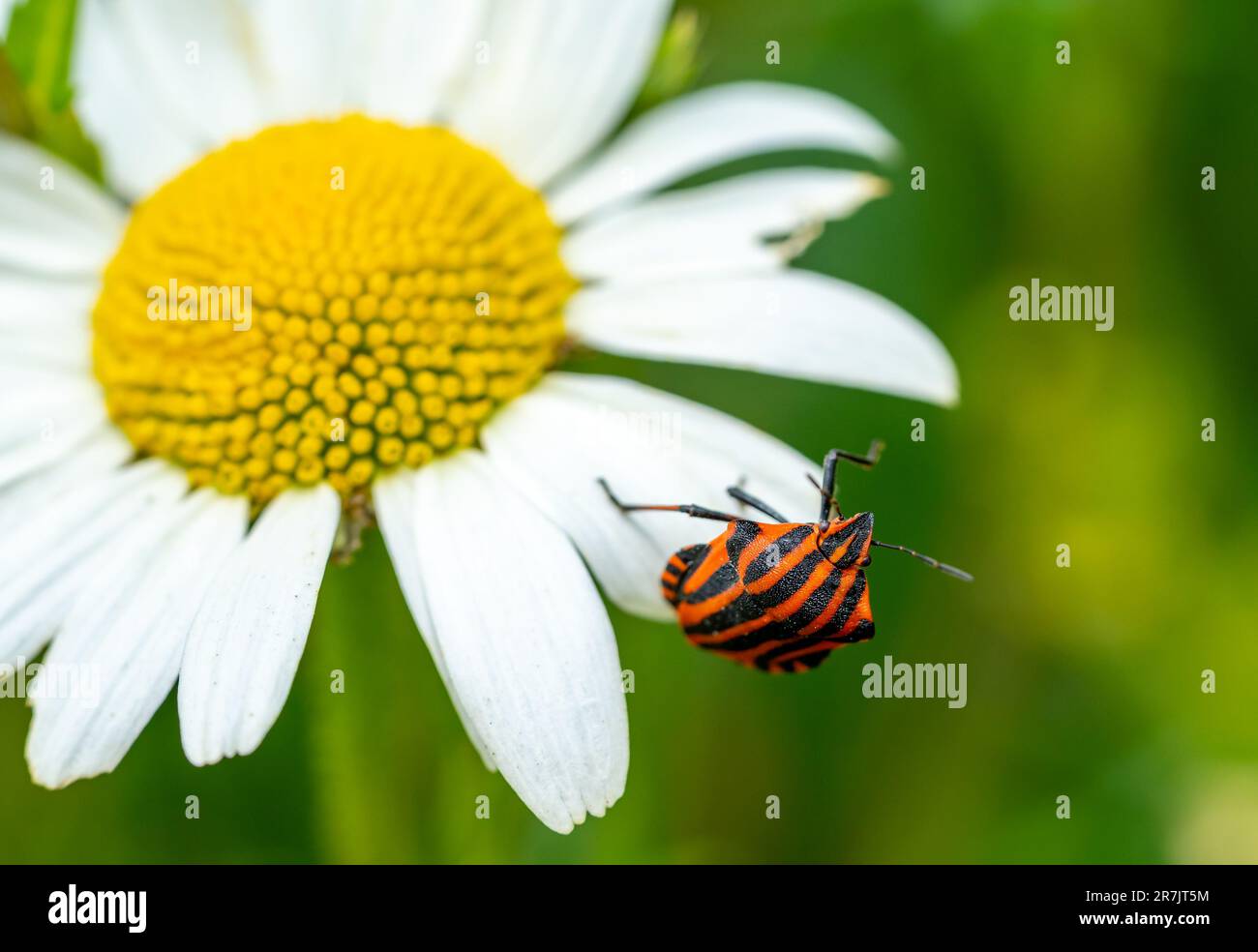 Insecte rayé (Graphosoma italicum) sur une fleur Banque D'Images