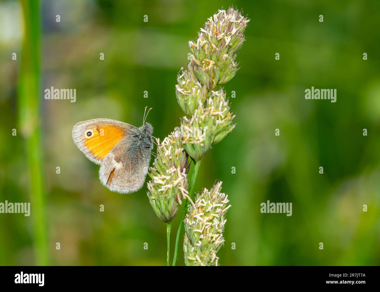 petit papillon de la lande sur le gros plan de l'herbe Banque D'Images