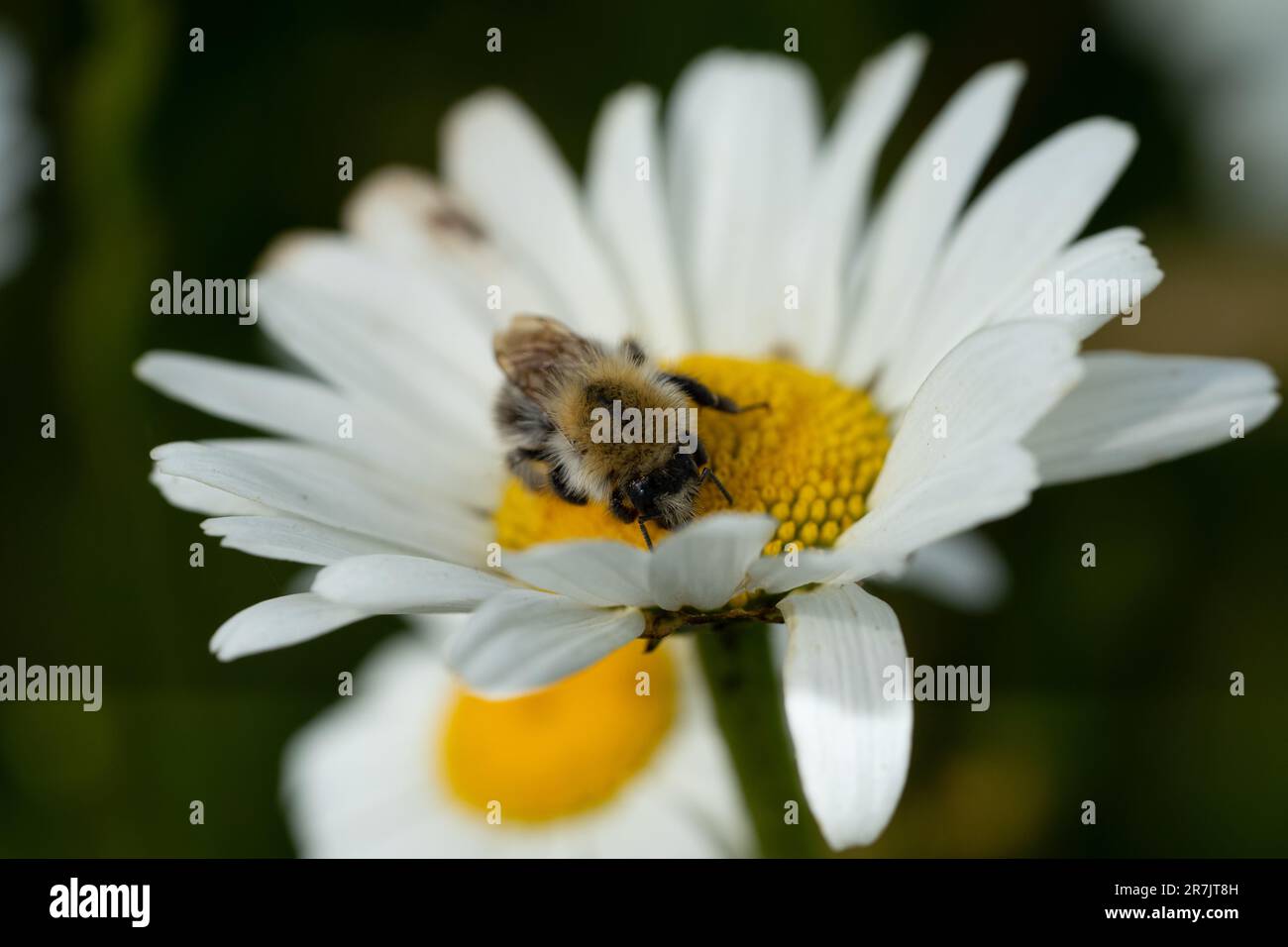 Abeille (Anthophila) sur une fleur Banque D'Images
