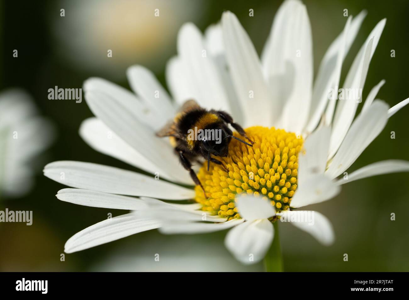 Bourdon sur fleur dans le jardin Banque D'Images
