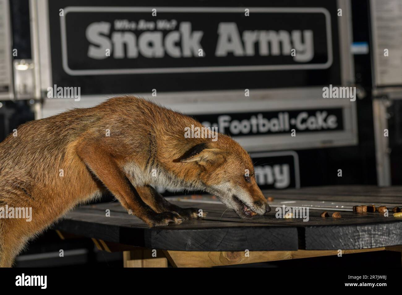 Renard urbain à Swansea Banque D'Images