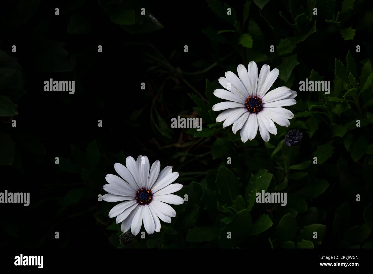 Osteospermum, fleur blanche africaine, également connue sous le nom de pâquerette africaine ou pâquerette. Vue de dessus. Gros plan. Banque D'Images Osteospermum, fleur blanche africaine, également connue sous le nom de pâquerette africaine ou pâquerette. Vue de dessus. Gros plan. Banque D'Images