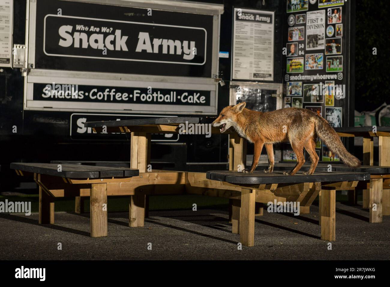 Renard urbain à Swansea Banque D'Images