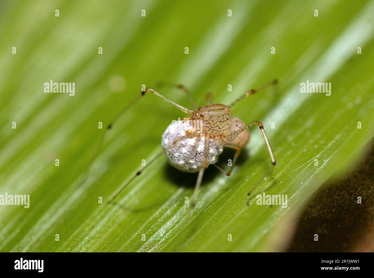 Contrairement à leurs proches parents, les araignées, c'est le Harvestman mâle, ou Daddy Longlegs qui s'occupe des oeufs enveloppés dans une boîte en soie. Banque D'Images