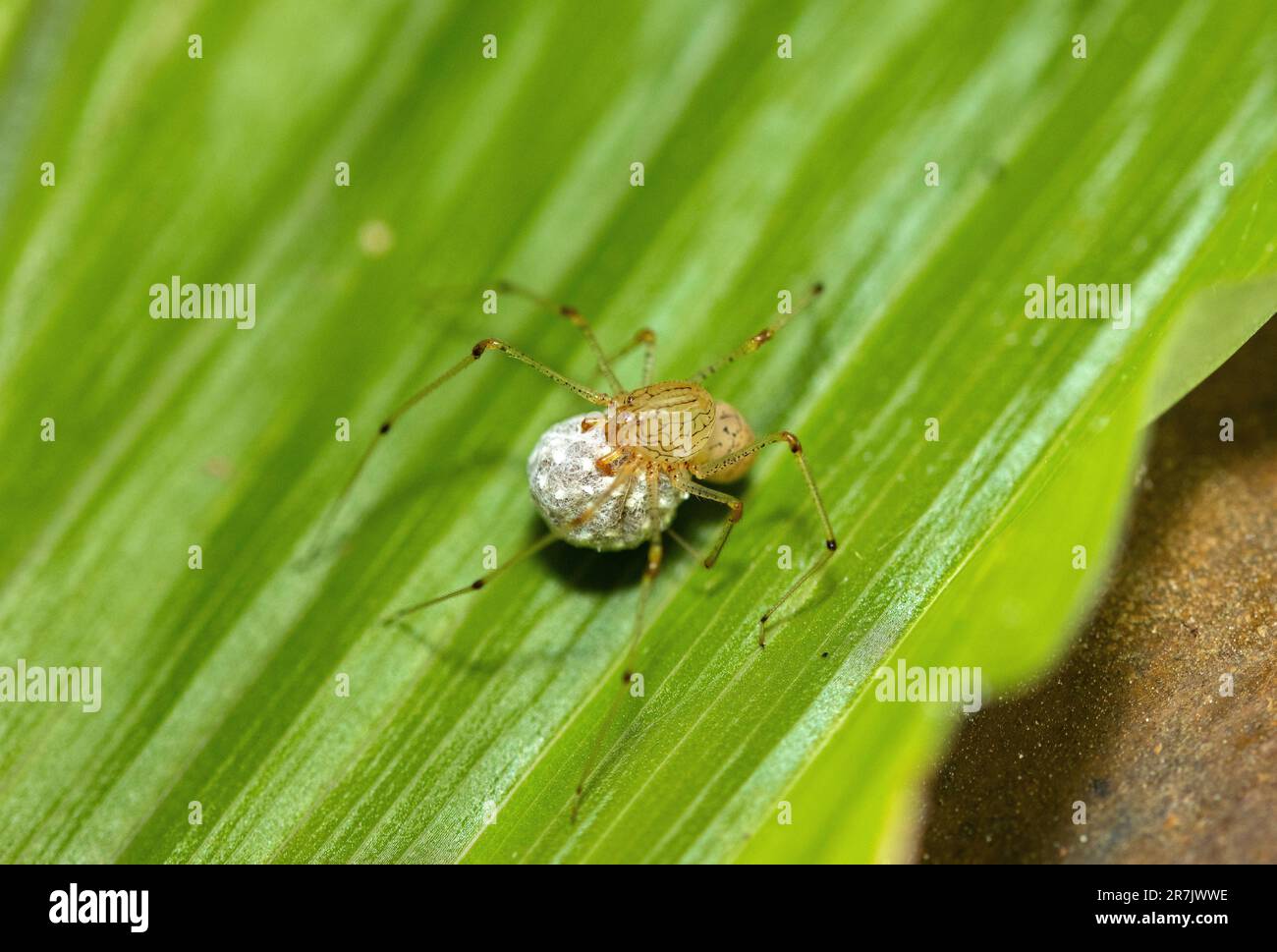 Contrairement à leurs proches parents, les araignées, c'est le Harvestman mâle, ou Daddy Longlegs qui s'occupe des oeufs enveloppés dans une boîte en soie. Banque D'Images