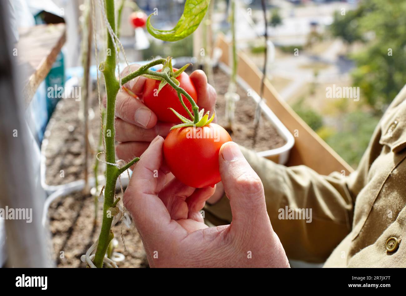 Les mains des hommes ramasse la plante de tomate. Agriculteur homme  jardinage dans la serre à la maison Photo Stock - Alamy